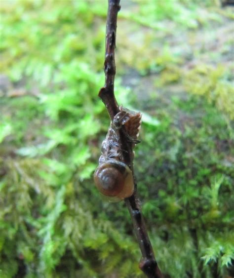 Helicarionidae from Eel River Lake, NB E6H 2M6, Canada on July 2, 2023 ...