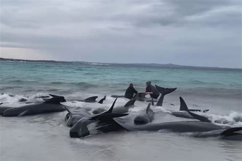 Expert shares theories for whale mass-stranding event