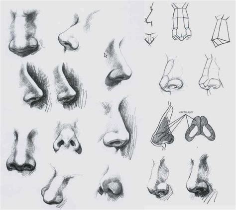 Nose Drawing Reference and Sketches for Artists