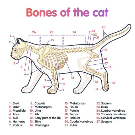 Cat anatomy or catnatomy a look inside your cat – Artofit