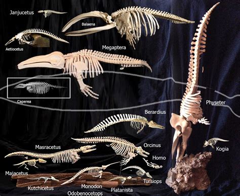 Cetacea - Members Gallery - The Fossil Forum