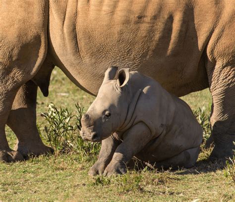 The Little Giants - A Journey Through 7 Fascinating Baby Rhino Facts ...