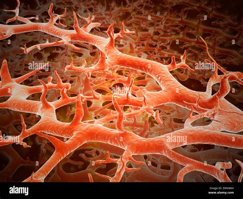 Microscopic view of athlete's foot fungus Stock Photo: 57643772 - Alamy