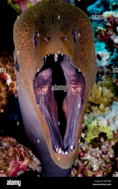 Moray eel teeth hi-res stock photography and images - Alamy