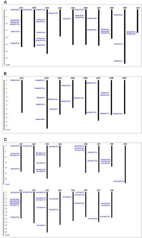 Distribution of Hsp70 gene family members on B. napus, B. rapa and B ...