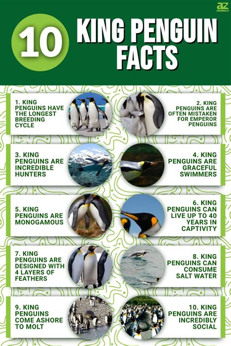 10 Interesting Facts About King Penguins - A-Z Animals