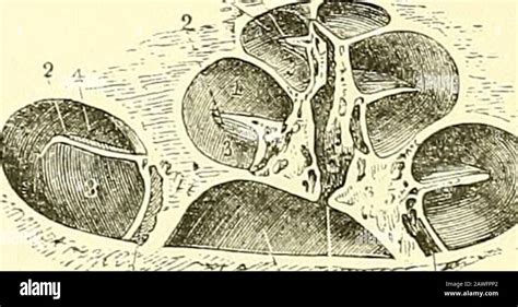 Quain's elements of anatomy . Fig. 388.—Diagrammatic view of the ...