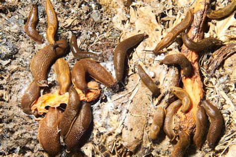 Group of slugs eating in the garden. Spanish slug (Arion vulgaris ...