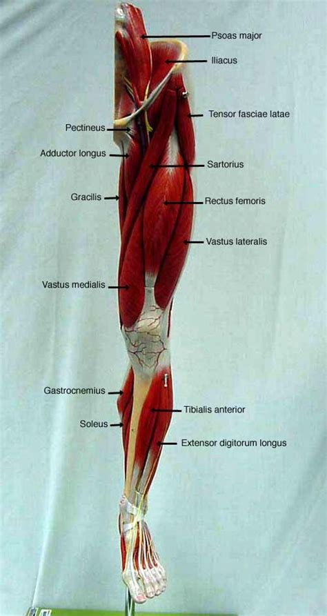 Pin by Cynthia Cooper on Anatomy: Model | Muscle anatomy, Human body ...