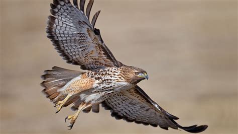 Red-tailed hawks are a Hollywood favorite