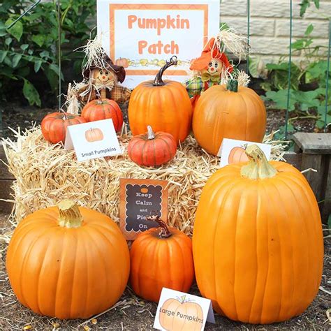 Make a Kids Pumpkin Patch in Your Backyard | Sunny Day Family