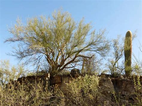 10 Beautiful Desert Trees in Arizona (Includes Mesquite Trees)