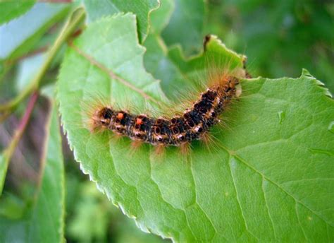 Browntail Moth Here to Stay - The Lincoln County News