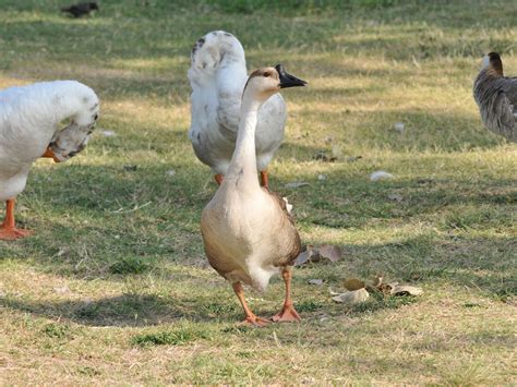 The Online Zoo - Swan Goose