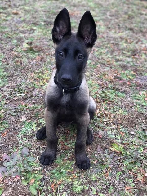 German Malinois Dog Month male too puppy german shepherd dog version ...