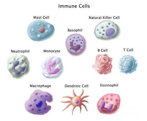 Immune Cells, Illustration Photograph by Spencer Sutton