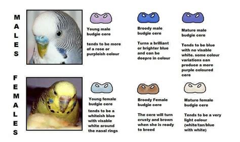 Pin by Katherine Willis on Pets | Pet birds, Budgies, Budgie parakeet