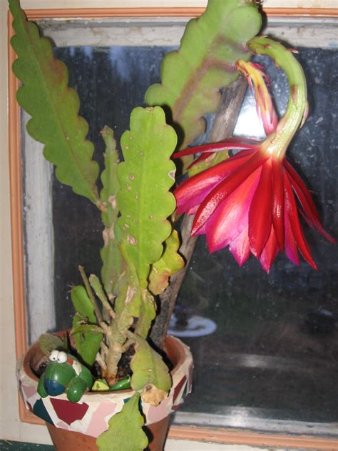 Had This Cactus For 10 Years & Just Now Bloomed! What Is It? - Bloomin ...