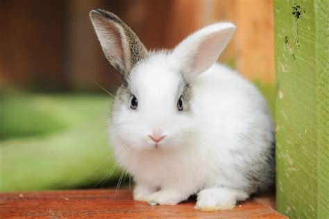 30 Cute Bunny Pictures to Make You Smile — Adorable Bunnies