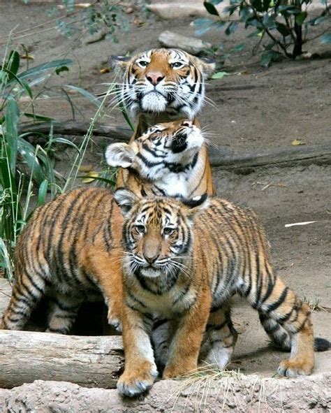 61 best images about orange tiger cubs on Pinterest