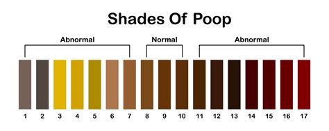 Shades color of poop. Human feces color strip. Healthy concept. Normal ...