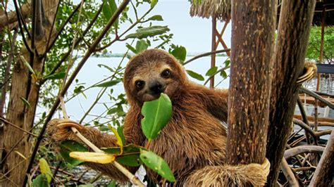 Baby sloth eating mangrove leaf - Docupop | Student Loan Consolidation ...