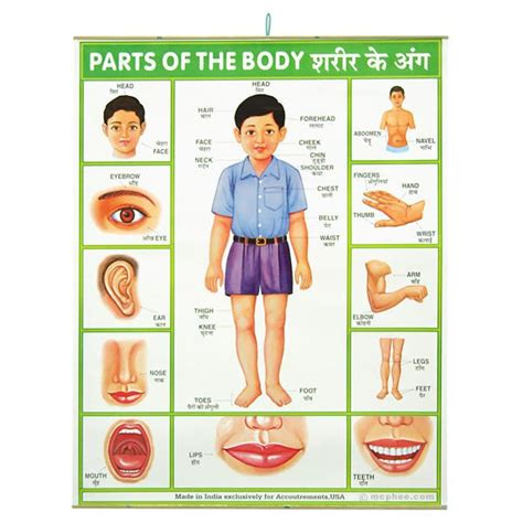 Parts of the Body Indian Poster – Archie McPhee