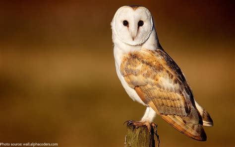 Interesting facts about barn owls | Just Fun Facts