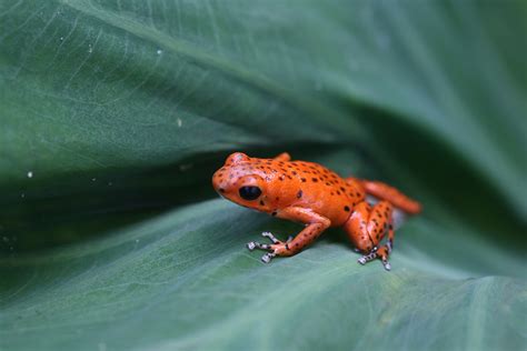 File:Red poison dart frog.jpg - Wikipedia