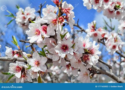 Almond Tree on Bloom. Spring Flowers Stock Photo - Image of bright ...