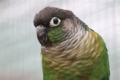 Green-Cheek Conure Care Sheet: Food, Habitat Health Petco