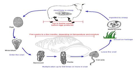 Life-cycle of the liver fluke, Fasciola hepatica source,Tagesu (2017 ...