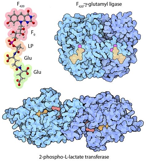 PDB-101: Learn: Structural Biology Highlights: Coenzyme F 420 Synthesis