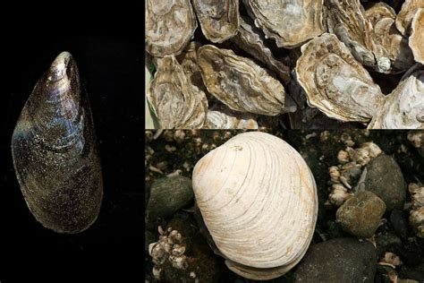 What’s the Difference Between Clams, Mussels and Oysters? - Ocean ...