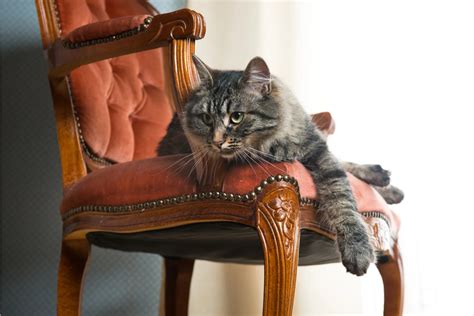 How To Keep Cats Off Furniture?Problem With Cats & Furniture