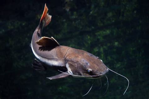 Redtail Catfish (Phractocephalus hemioliopterus) Information Sheet