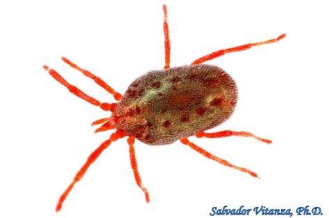 Class Arachnida Trombidiformes-Erythraeidae-Balaustium-Concrete Mites ...