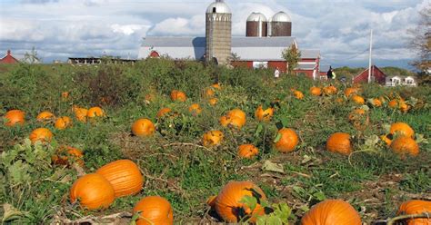 Find Pumpkin Patches in the Albany, NY Area