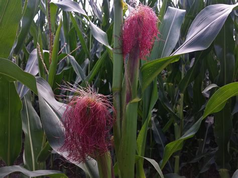 Free Images : flower, food, green, crop, botany, flora, stalk ...