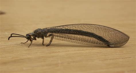 Antlion ~ Detailed Information | Photos | Videos