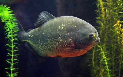 Piranha Fish Care: Complete Guide for Beginners - AquariumNexus