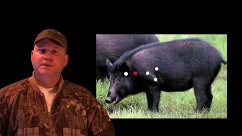 HOG HUNTING TIPS WHERE TO SHOOT HOGS - YouTube