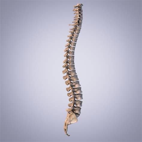 3d model human spine