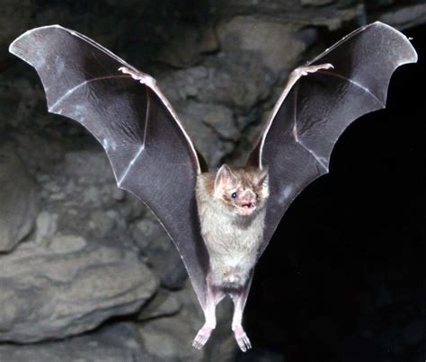 Common Vampire Bat | Zoo Builder Wiki | Fandom