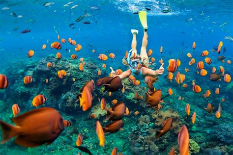 Best Snorkeling Spots In Maui For Beginner Snorkelers