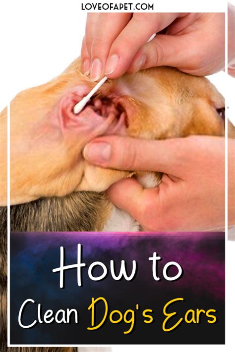 How to Clean Dog's Ears at Home: 5 Steps - Love Of A Pet | Dog cleaning ...