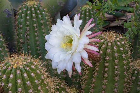 Cactus Blooms in Arizona | Desert Botanical Garden