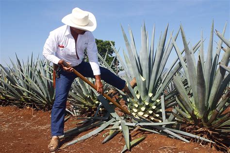 Mezcal Guide - What you need to know about Tequilas smoky alternative ...