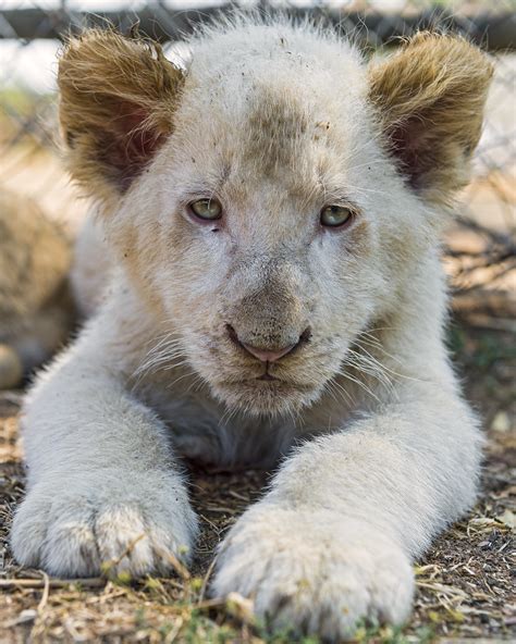 White cub in the grass | One of the white cubs, a bit more t… | Flickr