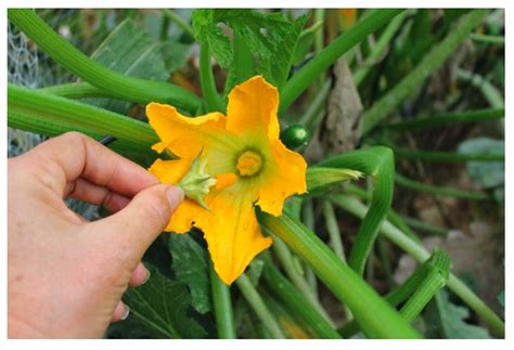 Zucchini Flowers but No Fruit! – The Veggie Lady